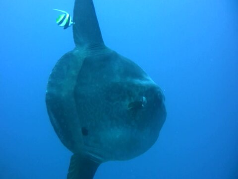 Oceanic sunfish (Mola mola) close then swim away