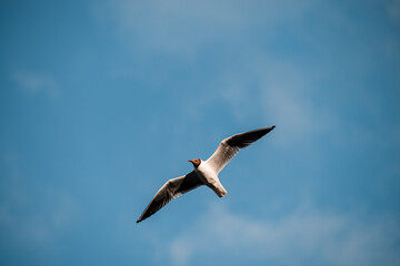 Fototapeta na wymiar seagull flies with its wings spread wide against blue sky with clouds