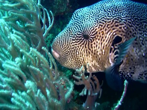Map pufferfish (Arothron mappa) eating soft coral