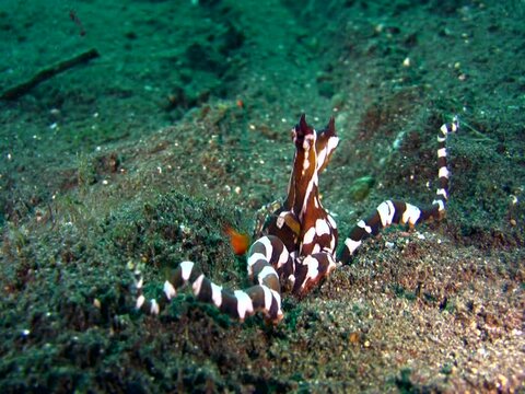 Wonderpus octopus (Wunderpus photogenicus) mimicing sea snake