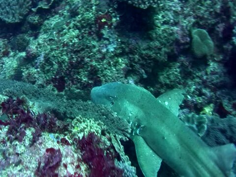 Tawny nurse shark (Nebrius ferrugineus) laying and starting swimming