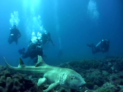 Tawny nurse shark (Nebrius ferrugineus) swimming very close with diver in background