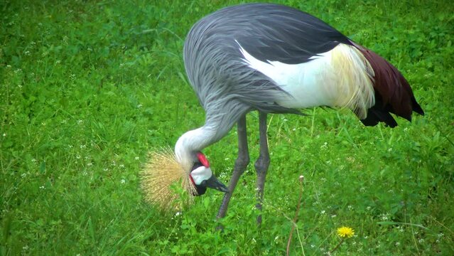 Crowned crane (Balearica pavonina) eats, Askania-Nova