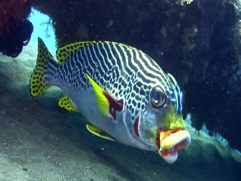 Oblique-banded sweetlips (Plectorhinchus lineatus) cleaned by cleaner wrasse (Labroides dimidiatus)