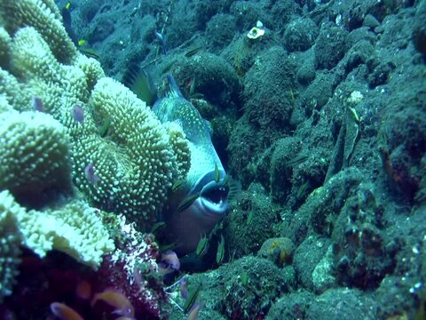 Titan triggerfish (Balistoides viridescens) from front