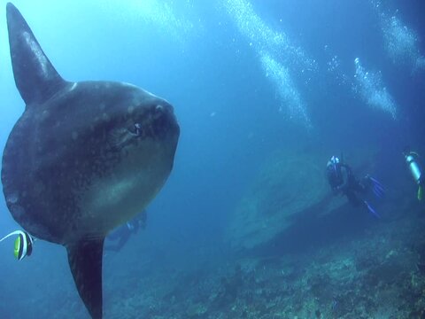 Oceanic sunfish (mola-mola) being cleaned by bannerfish, close up