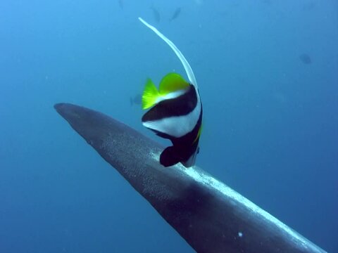 Oceanic sunfish (mola-mola) from below