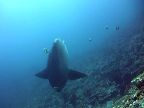 Oceanic sunfish (mola-mola) hovering, head up