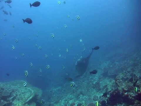 Oceanic sunfish (mola-mola) surrounded by school of longfin bannerfish