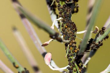 Aphid pest on flowers
