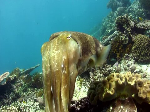 Broadclub cuttlefish (Sepia latimanus) changing color