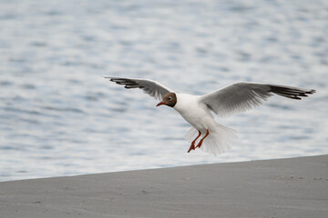 Cute black-headed gull flies with its wings spread wide against blurred background.