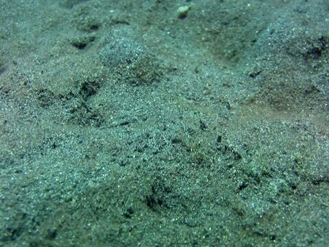 2 Reef or Long-eyed box crab (Calappa hepatica) chasing each other
