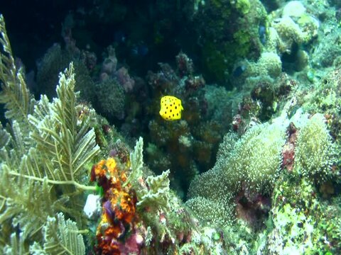 Yellow boxfish (Ostracion cubicus) juvenile