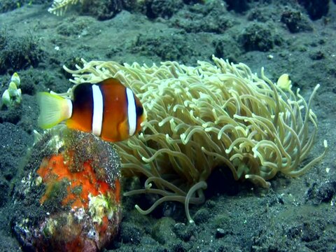 Clark's Anemonefish (Amphiprion Clarkii) Taking Care Of Its Eggs