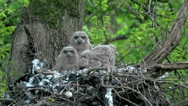 Eurasian eagle-owl (Bubo bubo), fledlings in a nest on a tree, Heinsberg, North Rhine-Westphalia, Germany