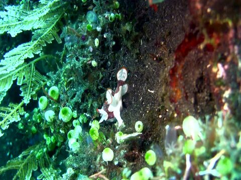 Warty frogfish (Antennarius maculatus) juvenile, walking