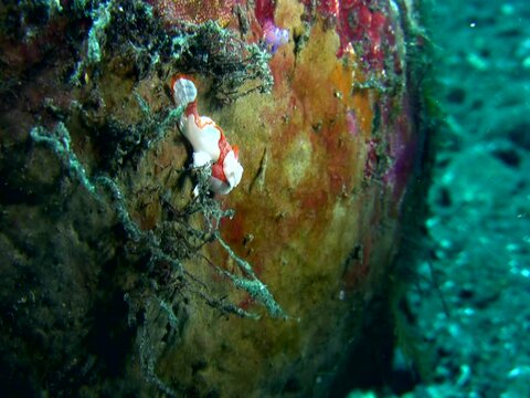 Warty frogfish (Antennarius maculatus) juvenile