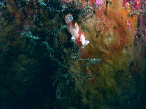 Warty frogfish (Antennarius maculatus) juvenile