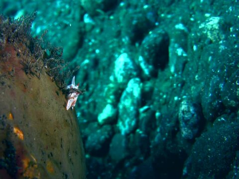 Warty frogfish (Antennarius maculatus) juvenile