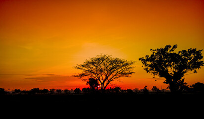 Silhouette of beautiful nature trees at sunrise with orange sky