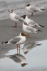 Close-up view on group of black-headed gull standing in water and reflection in it