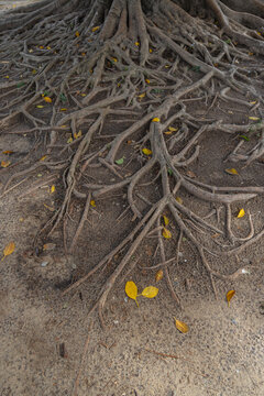 Roots of an ombu (Phytolacca dioica).