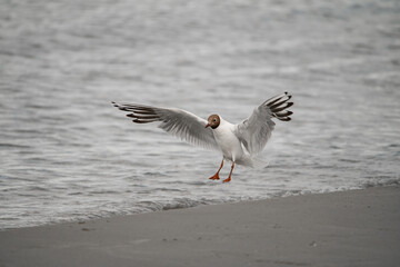 view of black-headed gull flying with its wings spread wide