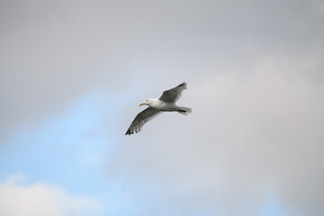 White seagull flying high on beautiful blue sky with cloud.