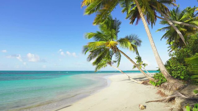 Caribbean tropical island beach. Green coconut palms lean over turquoise sea water. Sea waves on the white sand of a palm beach.
