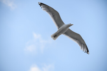 Fototapeta na wymiar Wonderful white seagull flies in the air against the blue sky