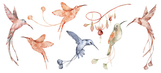 Watercolor hummingbird hand drawn illustration © EvgeniiasArt