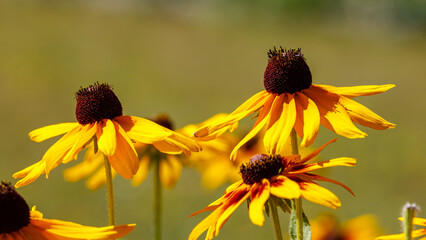 yellow echinacea flower in the garden