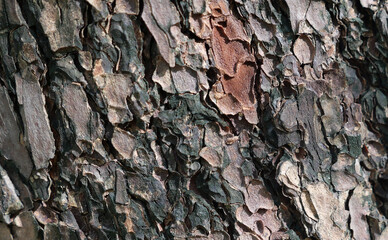 natural texture of the bark