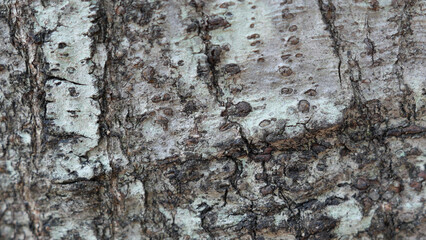 natural texture of the bark