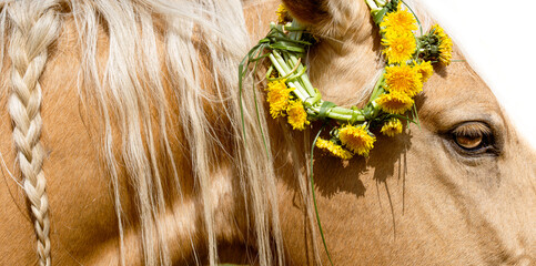 Horse detail. Head of a palomino close up with summer flowers. Background, banner