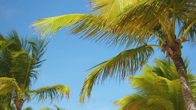 Azure sky with palm branches in the background on a sunny day. Yellow palm leaves and wind. Tropical sea beach.