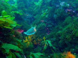Fototapeta na wymiar cuttlefish