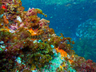 Plakat coral reef in sea