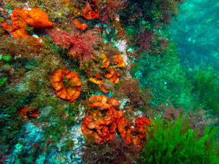 Fototapeta na wymiar coral reef in the sea