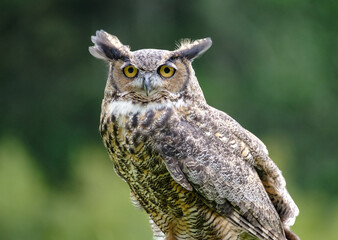 Owl