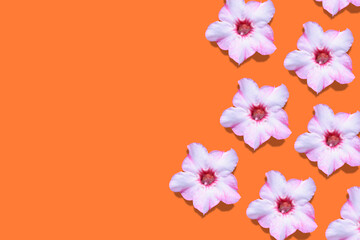 Orange background with pink flowers arranged on the sides. Conceptual background.
