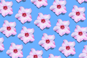Pink flowers are arranged in a pattern on a blue background.