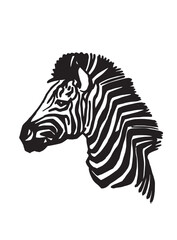 Fototapeta na wymiar Vector portrait of zebra isolated on white,head of zebra