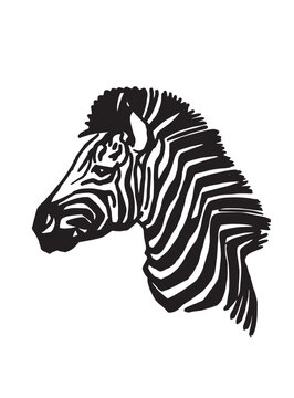 Vector portrait of zebra isolated on white,head of zebra
