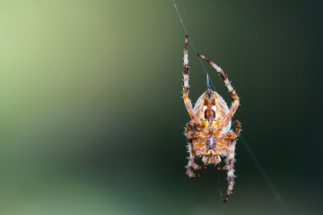 Close-up macro shot of a European cruciform garden spider, Araneus diadematus, sitting in a cobweb