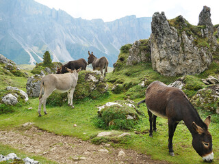 Esel auf der Seceda