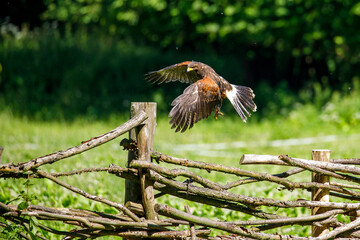 A harris hawk in flight
