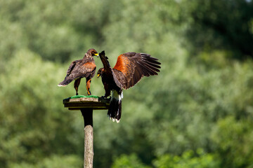 A harris hawk in flight