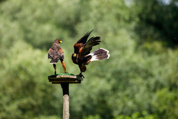 A harris hawk in flight
